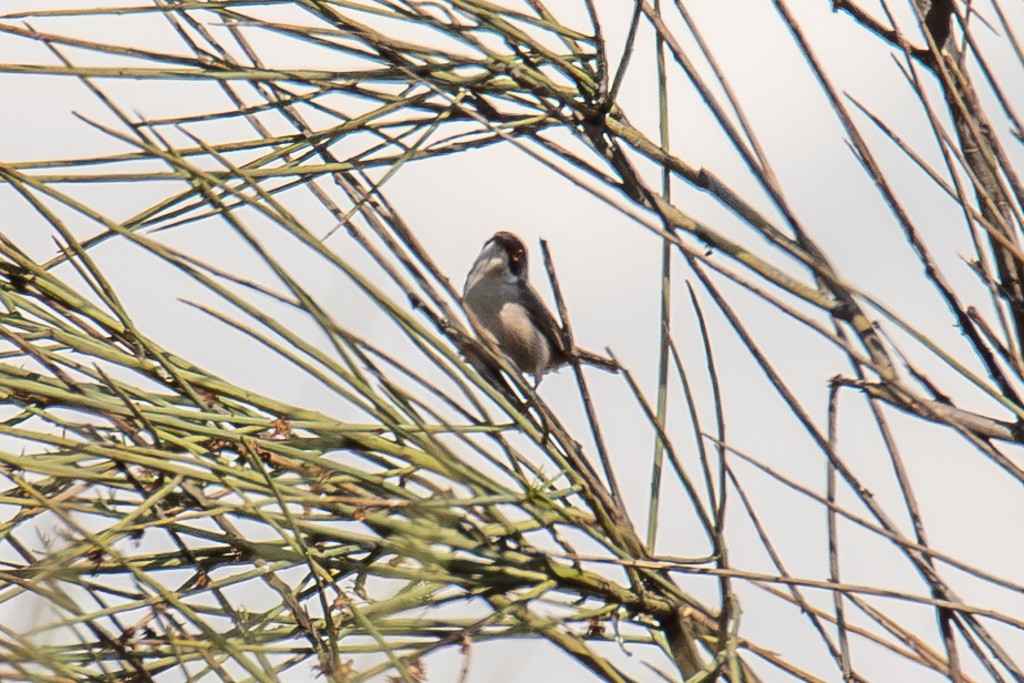 Menetries`s Warbler