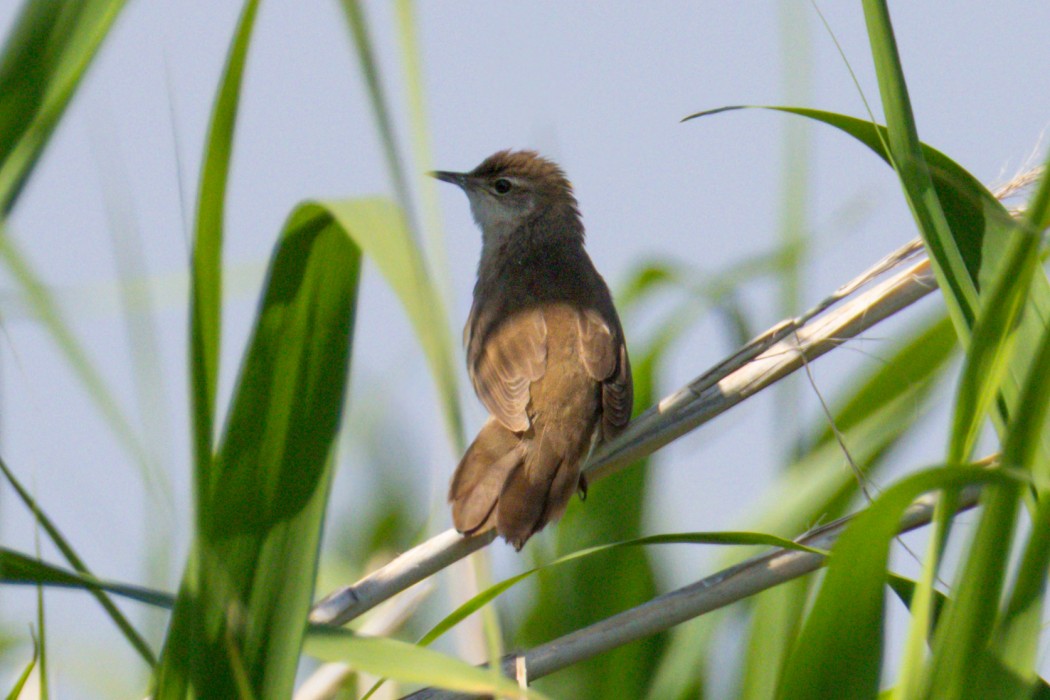 Savi`s Warbler