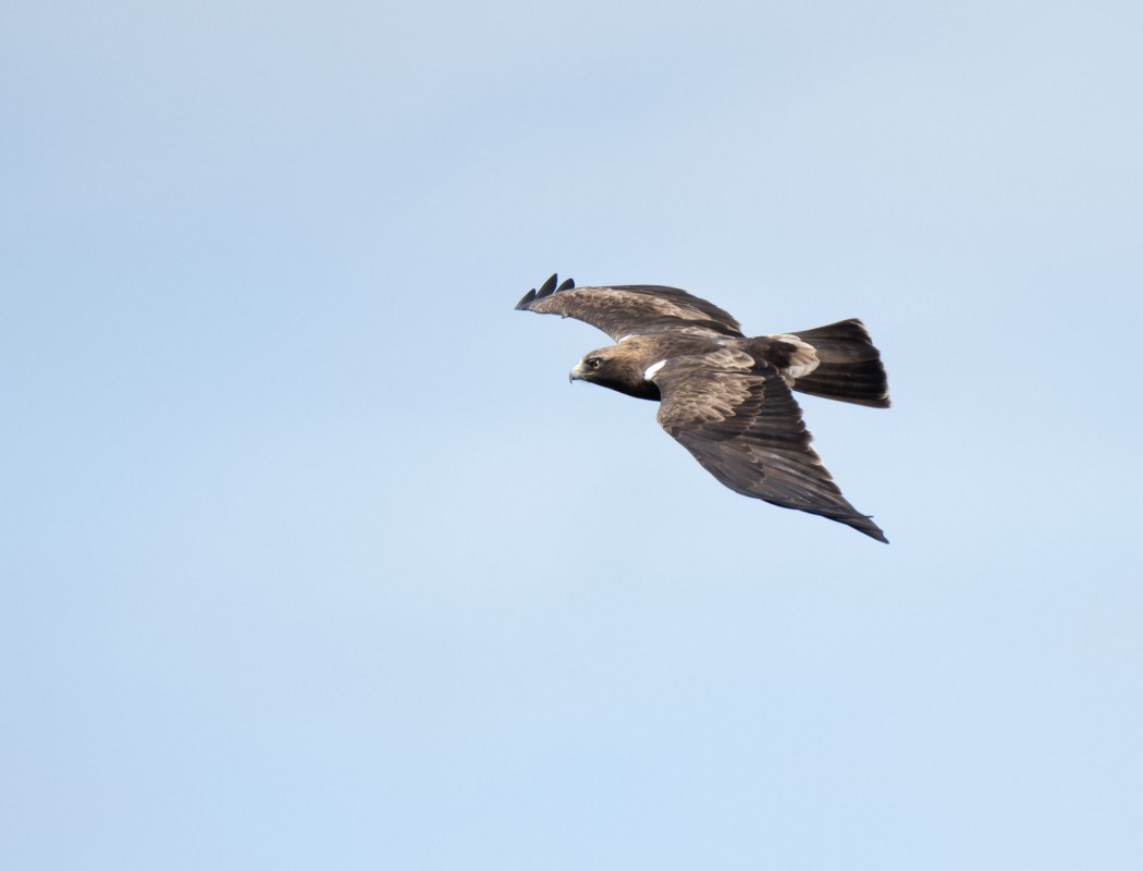 Booted Eagle