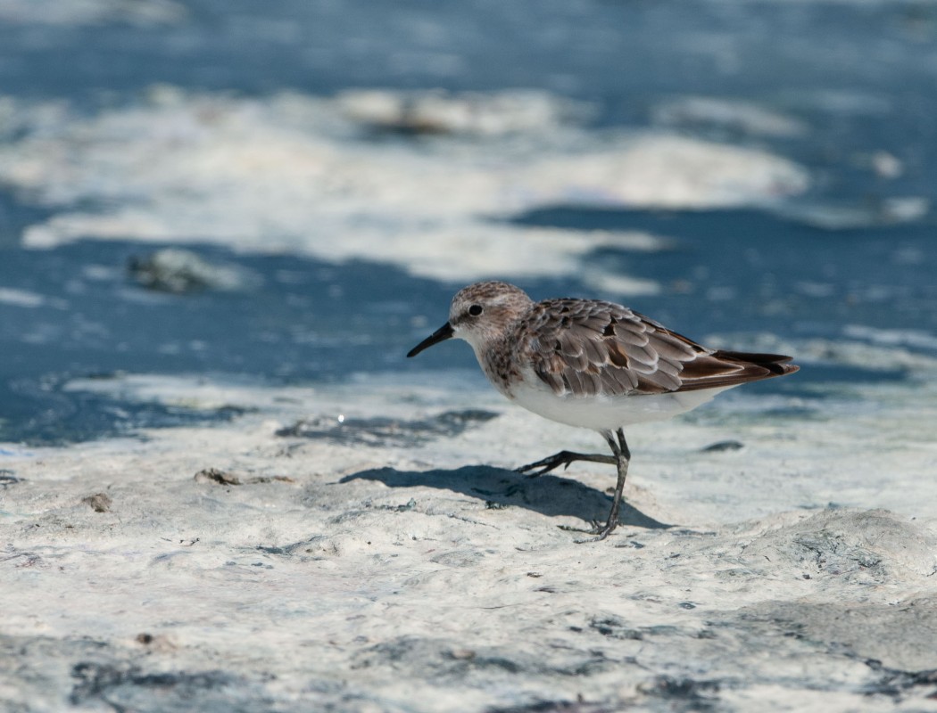 Little Stint