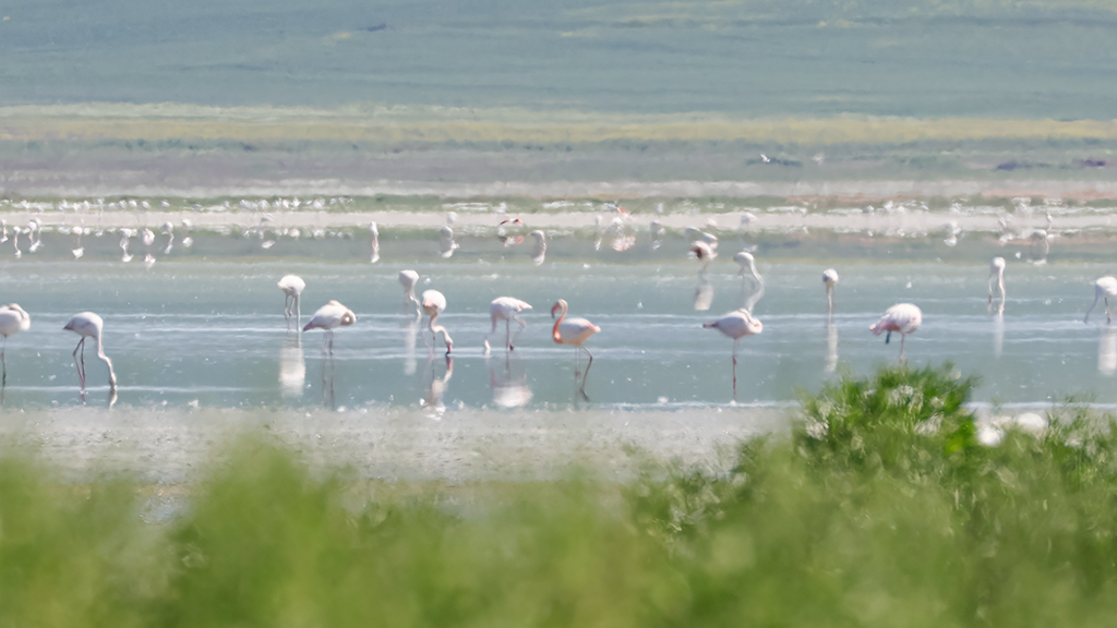 Flamingo
