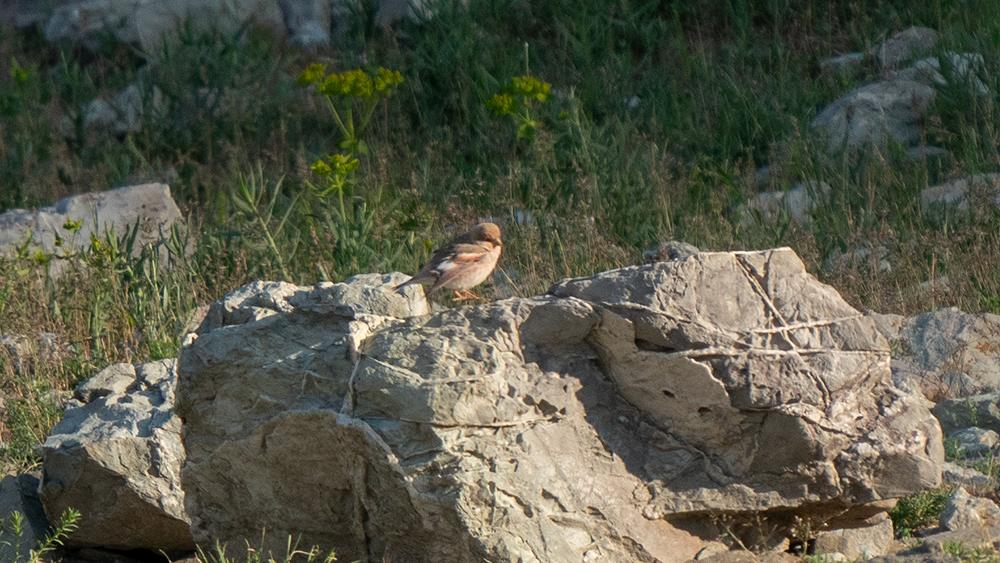Doğu Alameceği