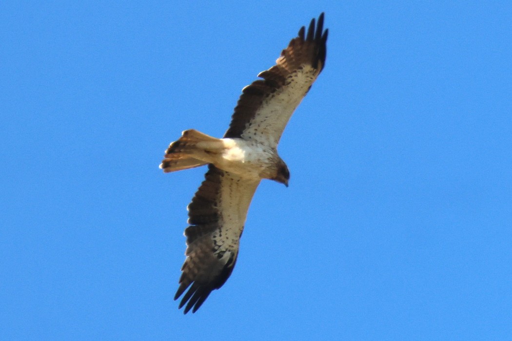 Küçük Kartal