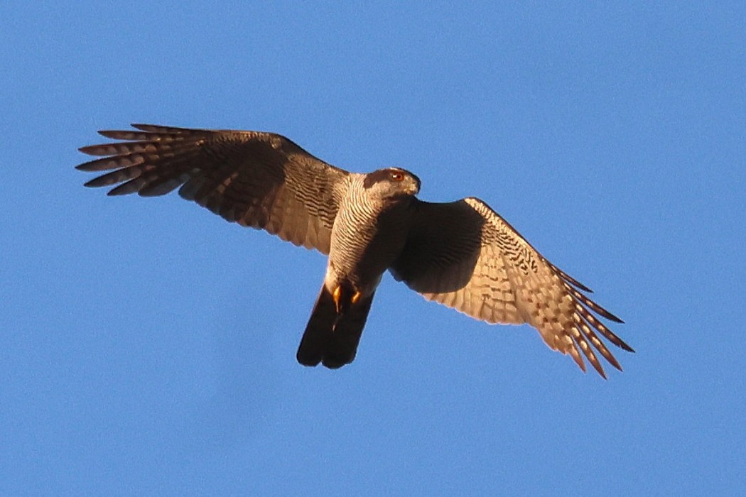 Çakır