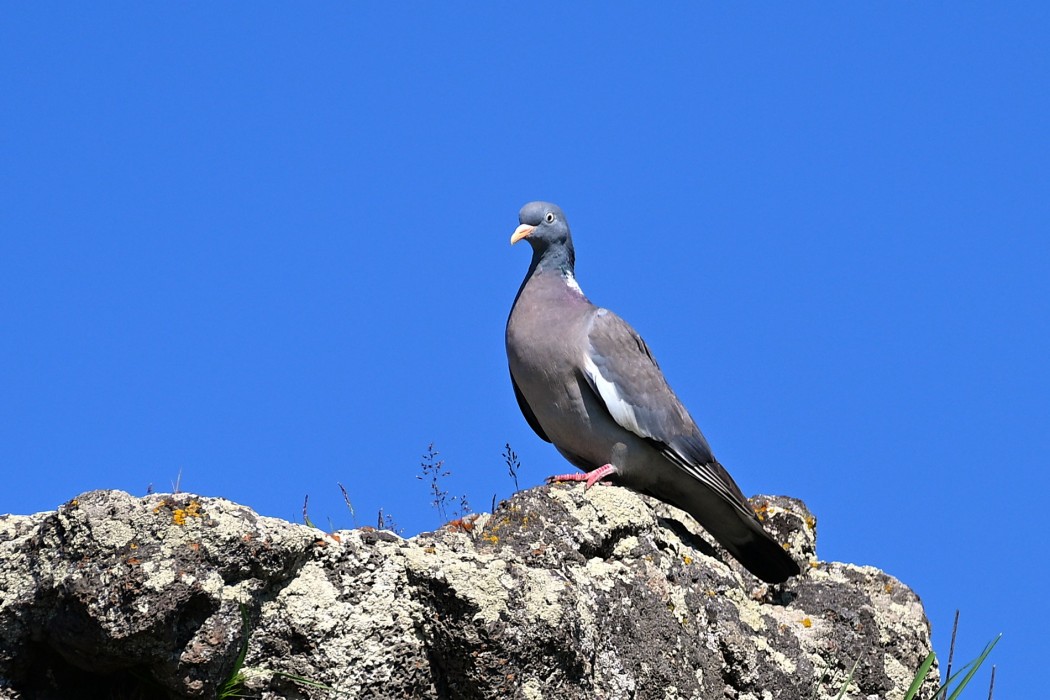 Tahtalı