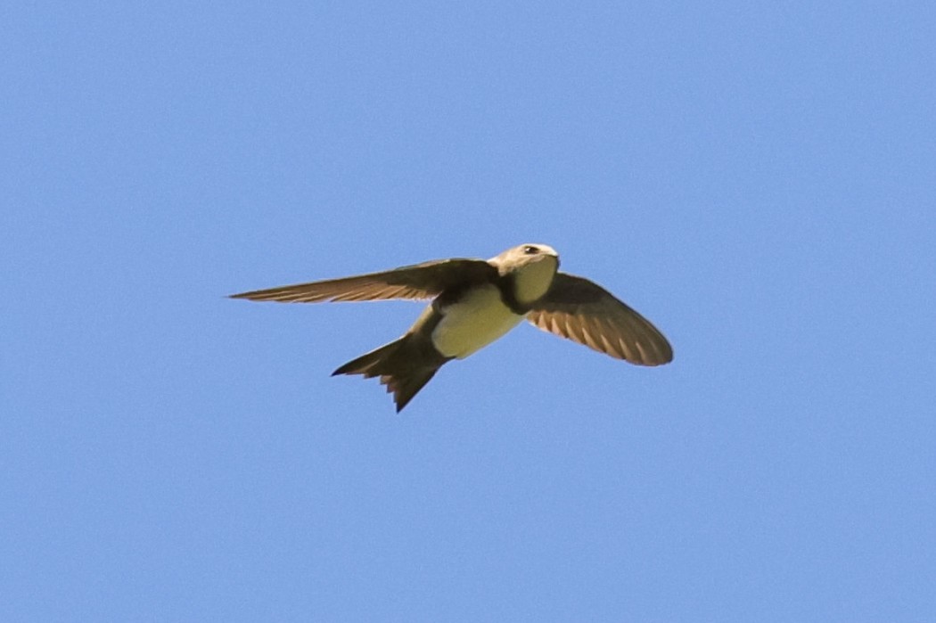 Akkarınlı Ebabil