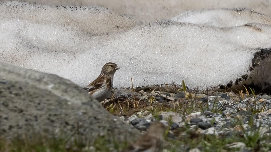 Twite
