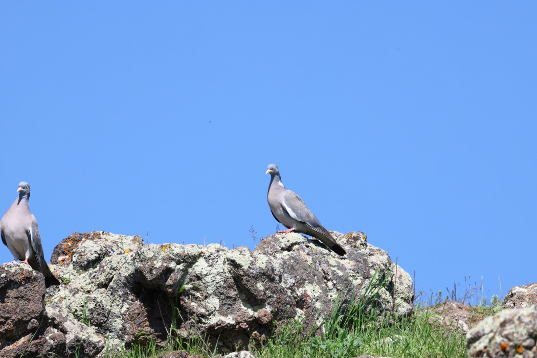 Tahtalı