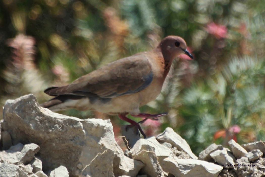 Küçük Kumru