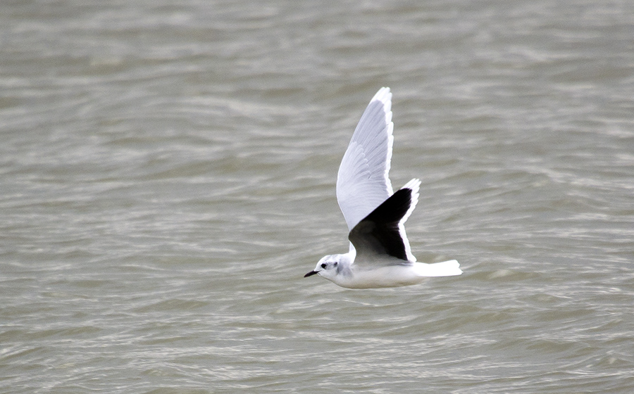 Little Gull