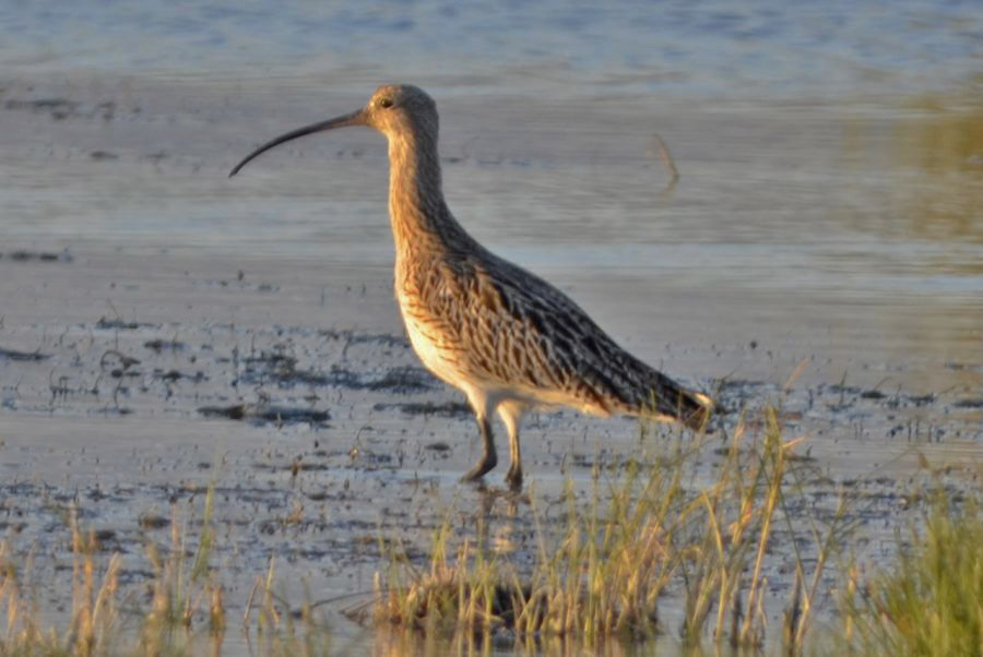 Eurasian Curlew