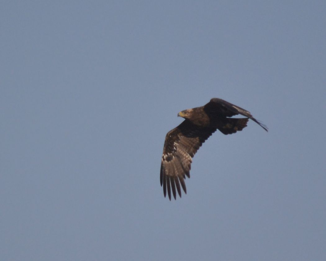 Steppe Eagle
