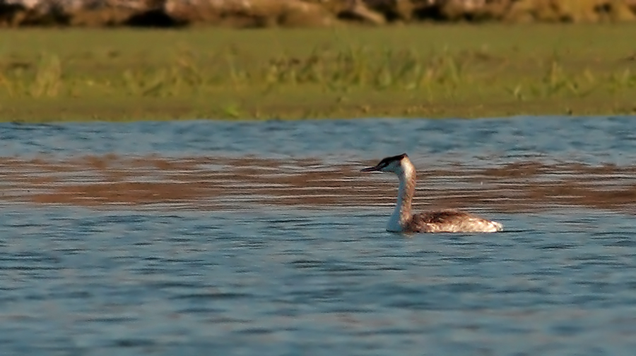 Great Crested Grebe
