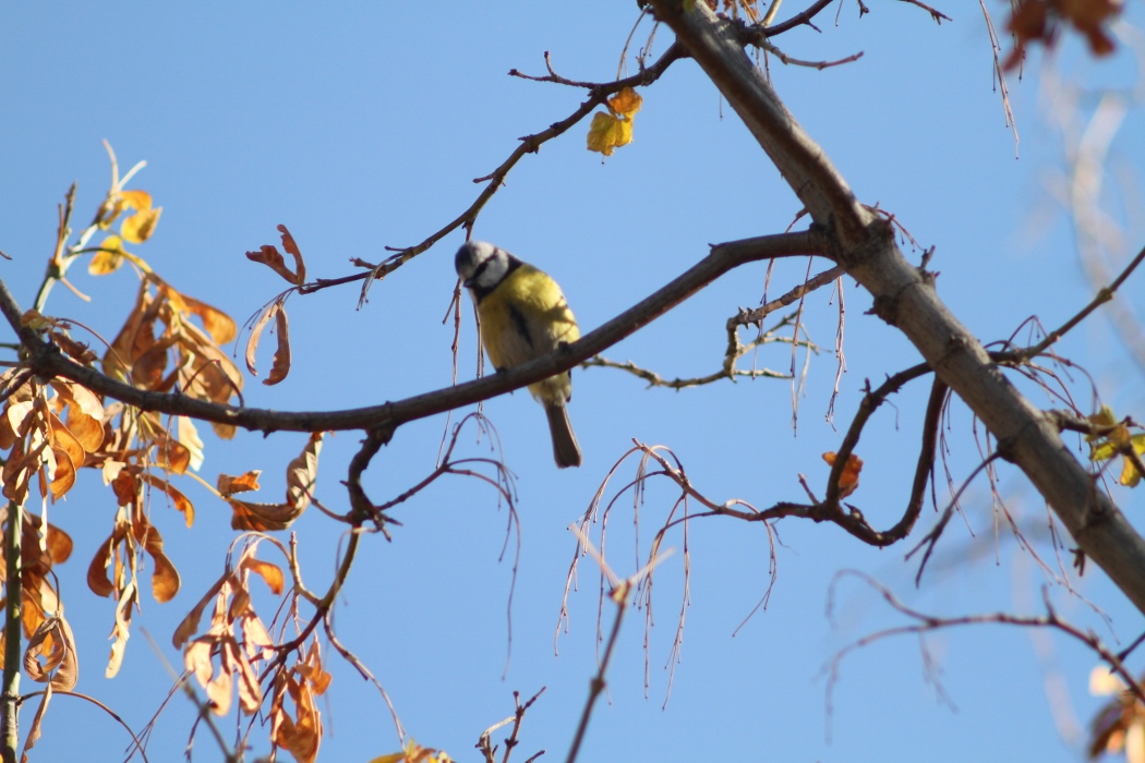 Eurasian Blue Tit