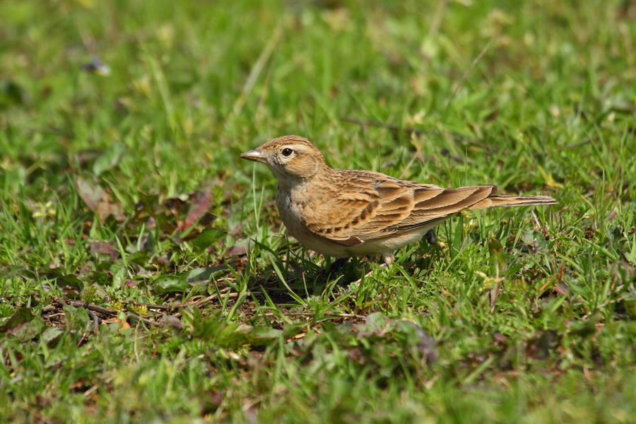 Greater Short-toed Lark