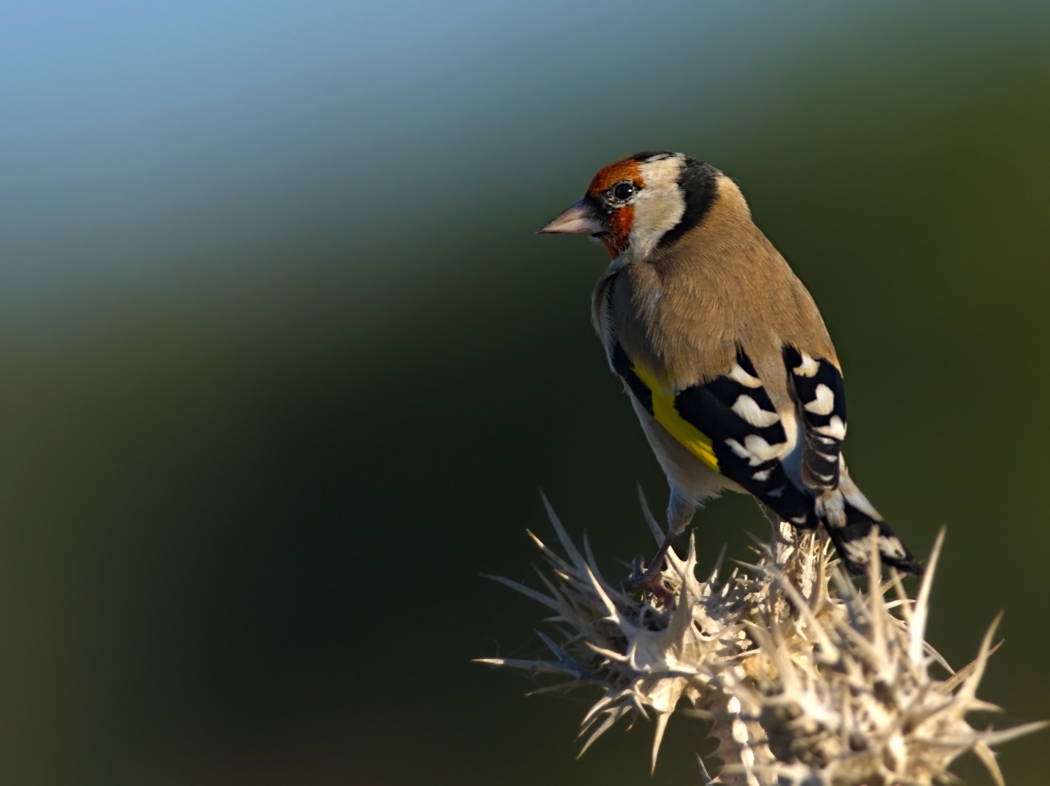 European Goldfinch
