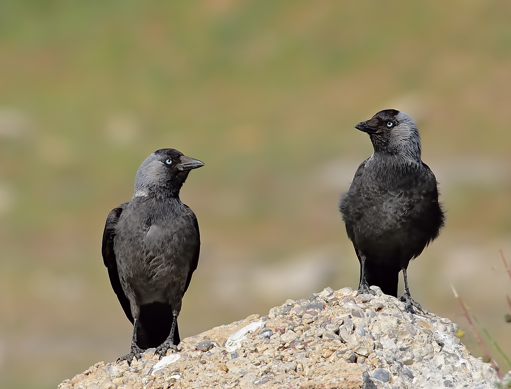 Western Jackdaw