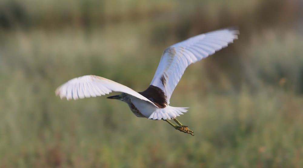 Squacco Heron