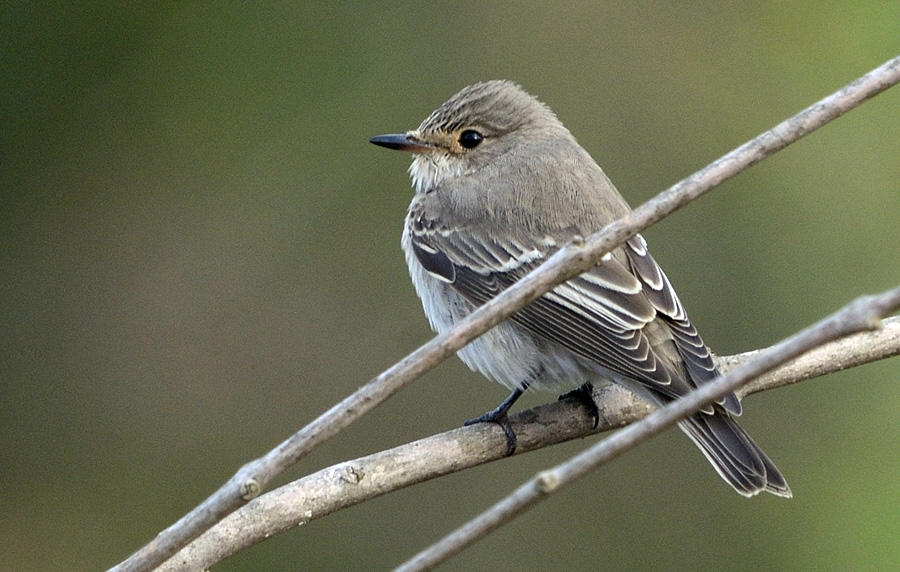 Spotted Flycatcher