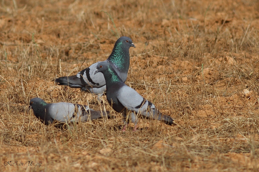 Rock Dove