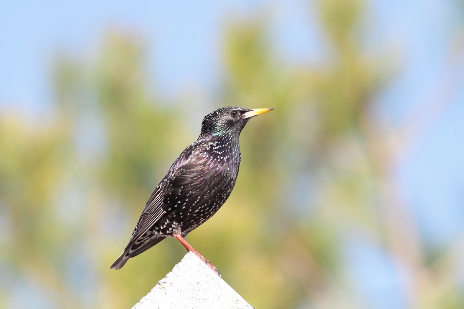 Common Starling