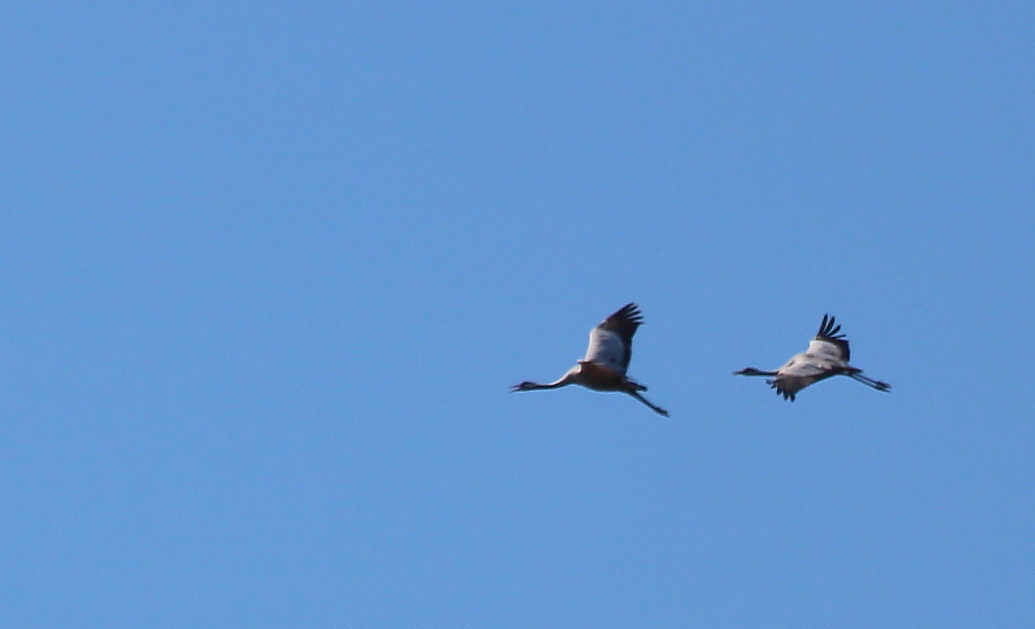 Common Crane