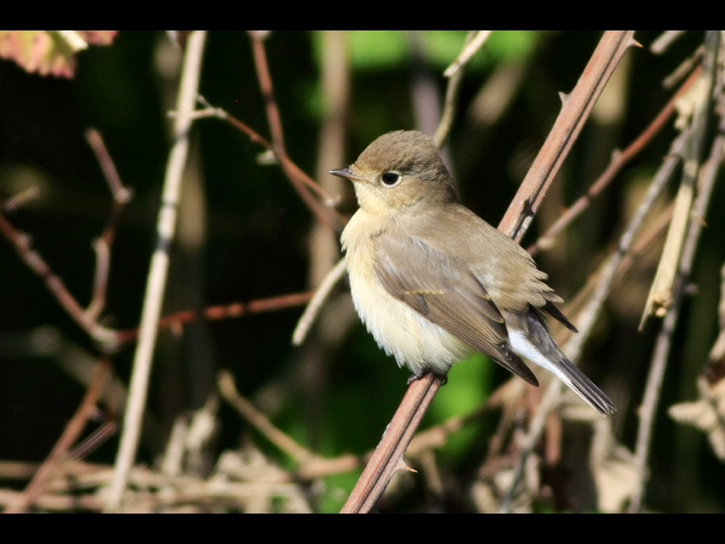 Red-breasted Flycatcher
