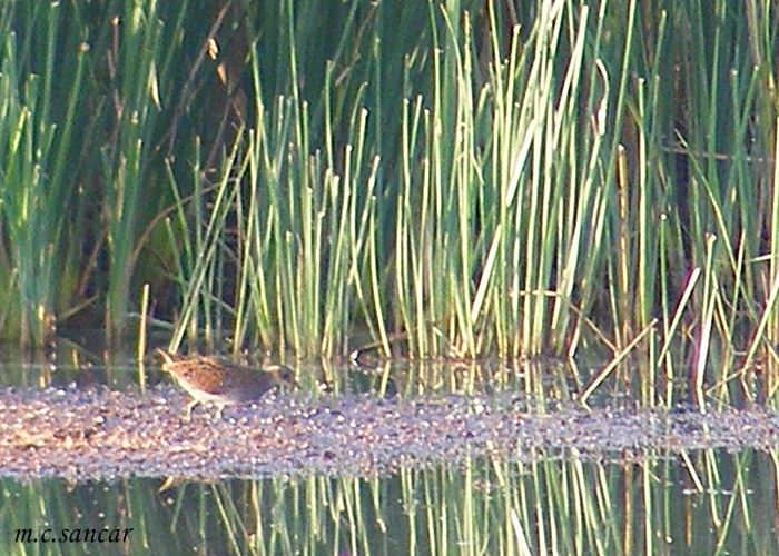 Benekli Suyelvesi
