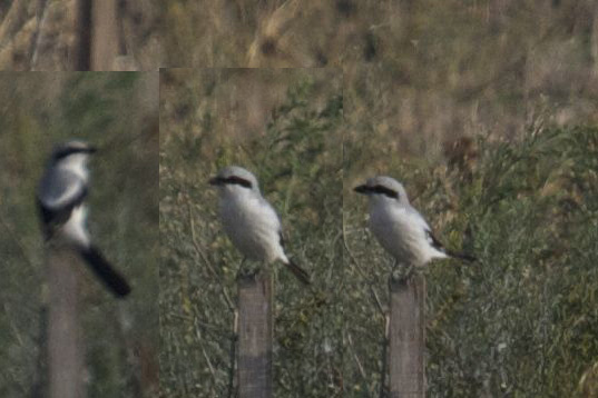 Great Grey Shrike