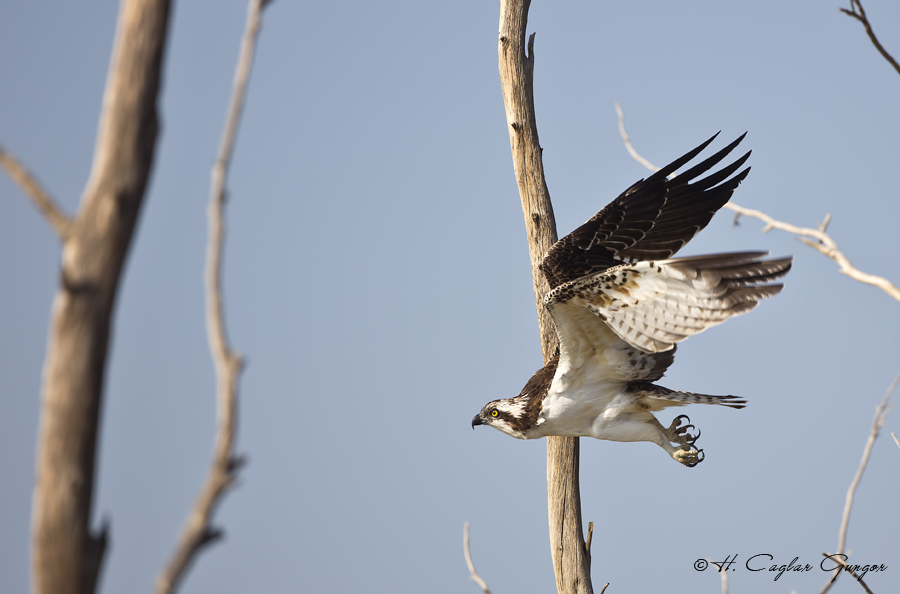 Osprey