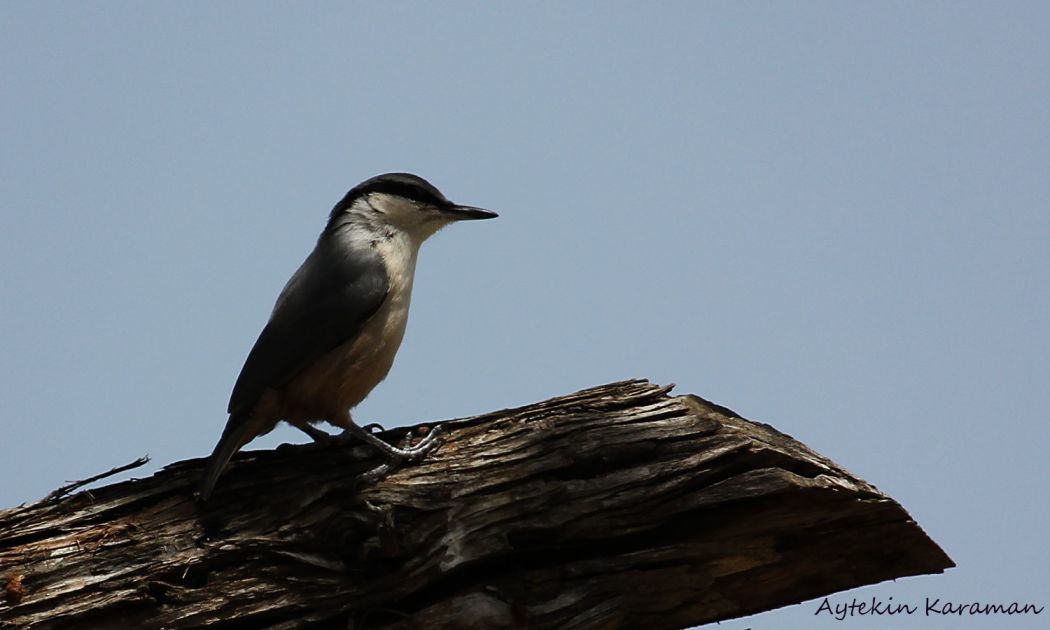 Western Rock Nuthatch