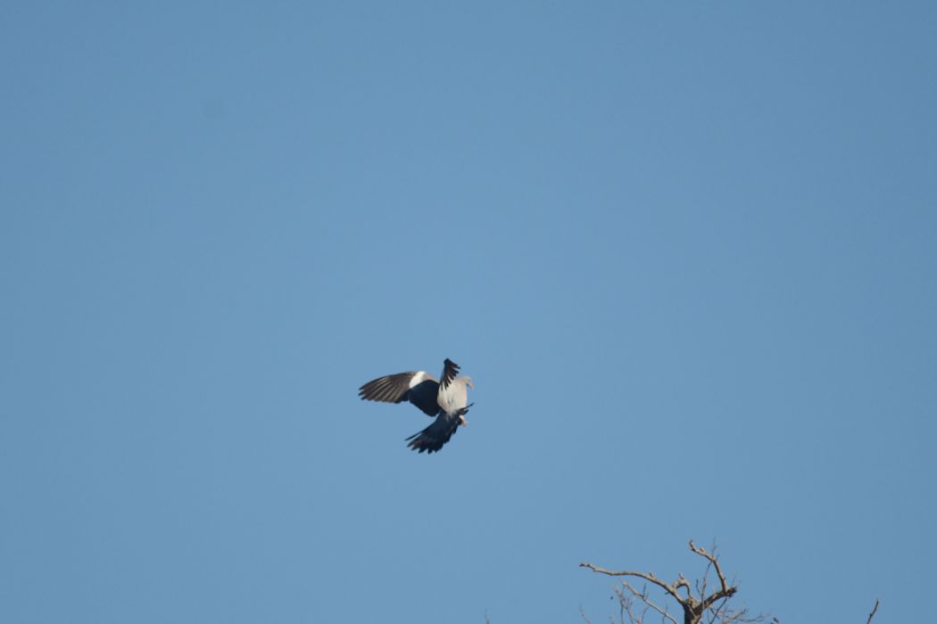 Common Wood Pigeon