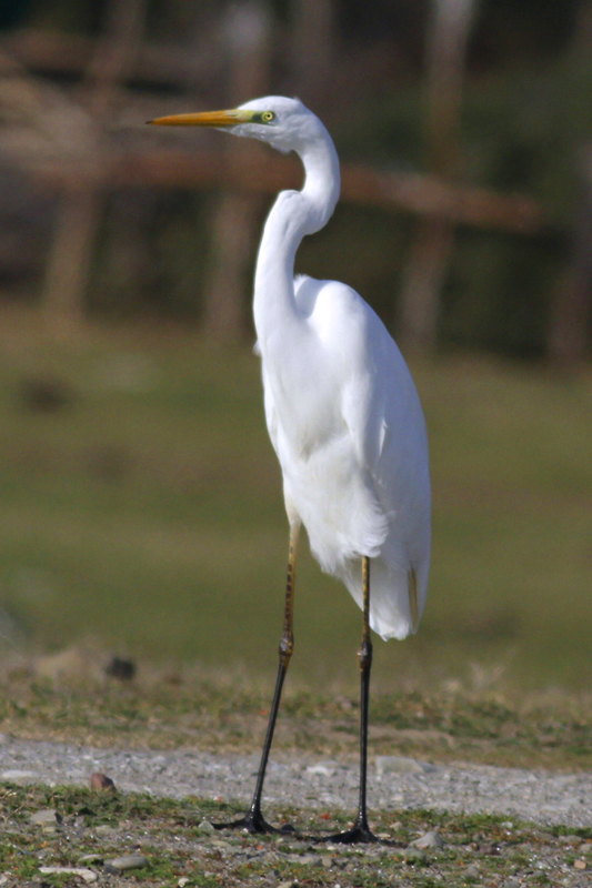 Great Egret