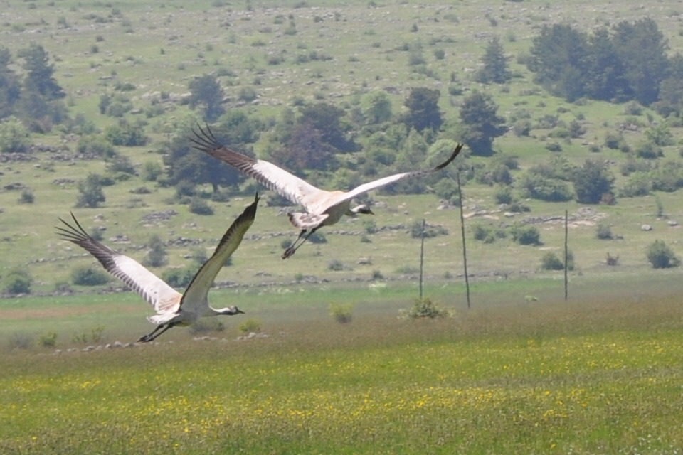 Common Crane