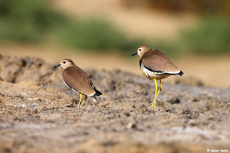 White-tailed Lapwing