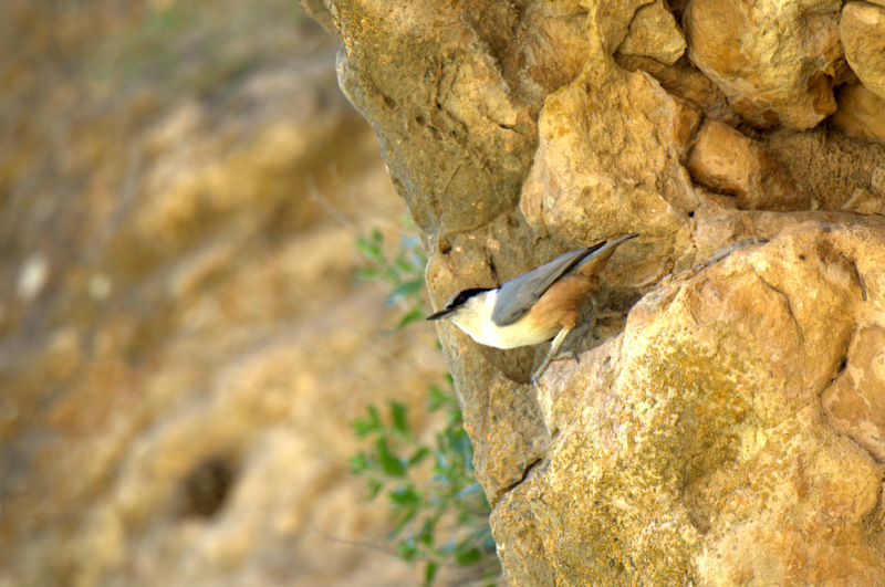 Eastern Rock Nuthatch