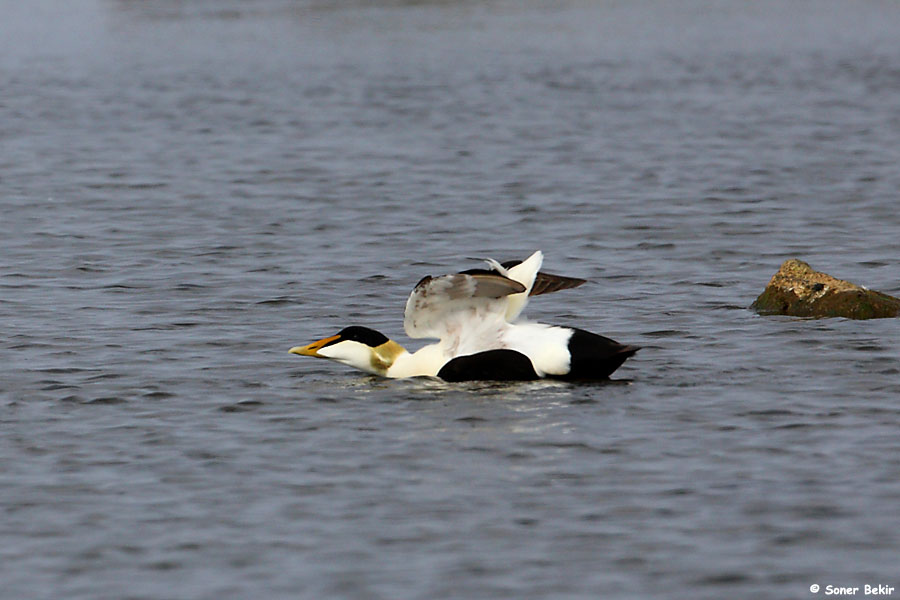 Common Eider