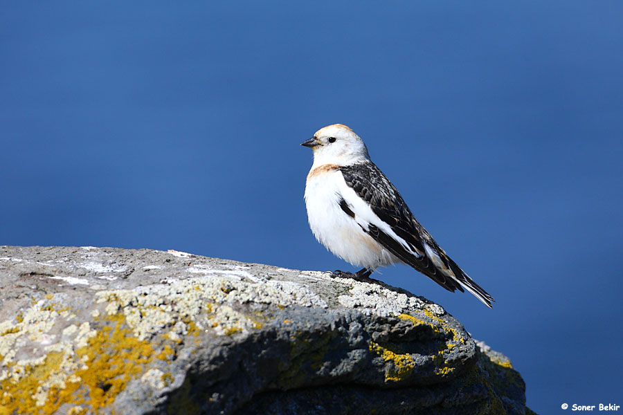 Snow Bunting