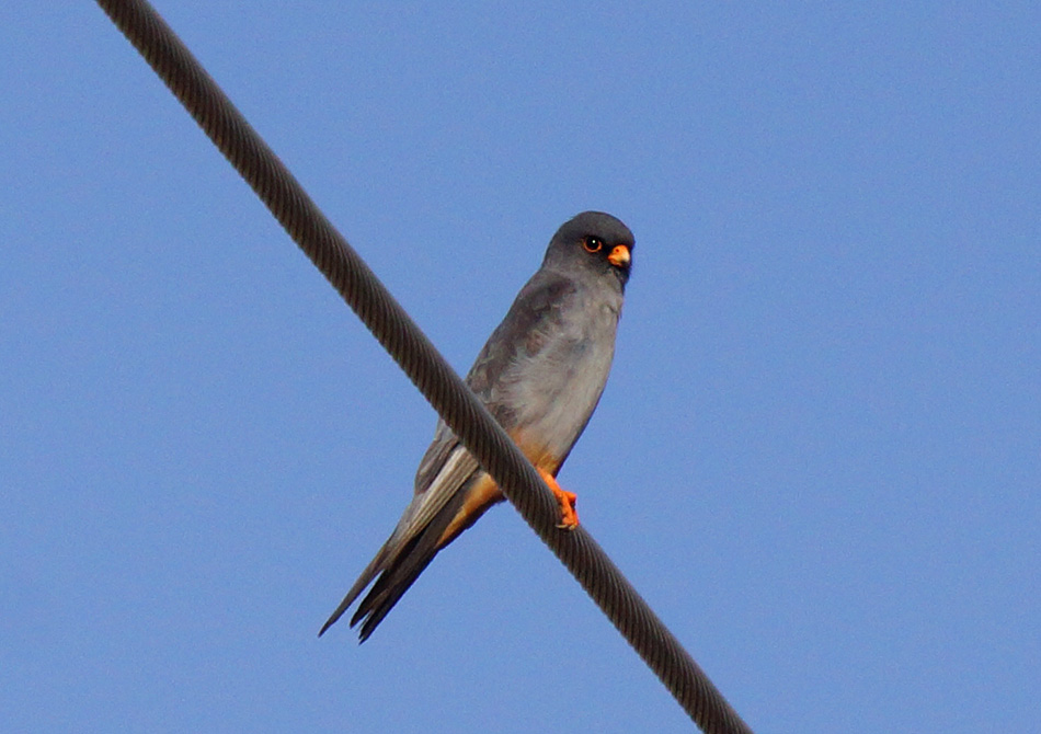 Ala Doğan