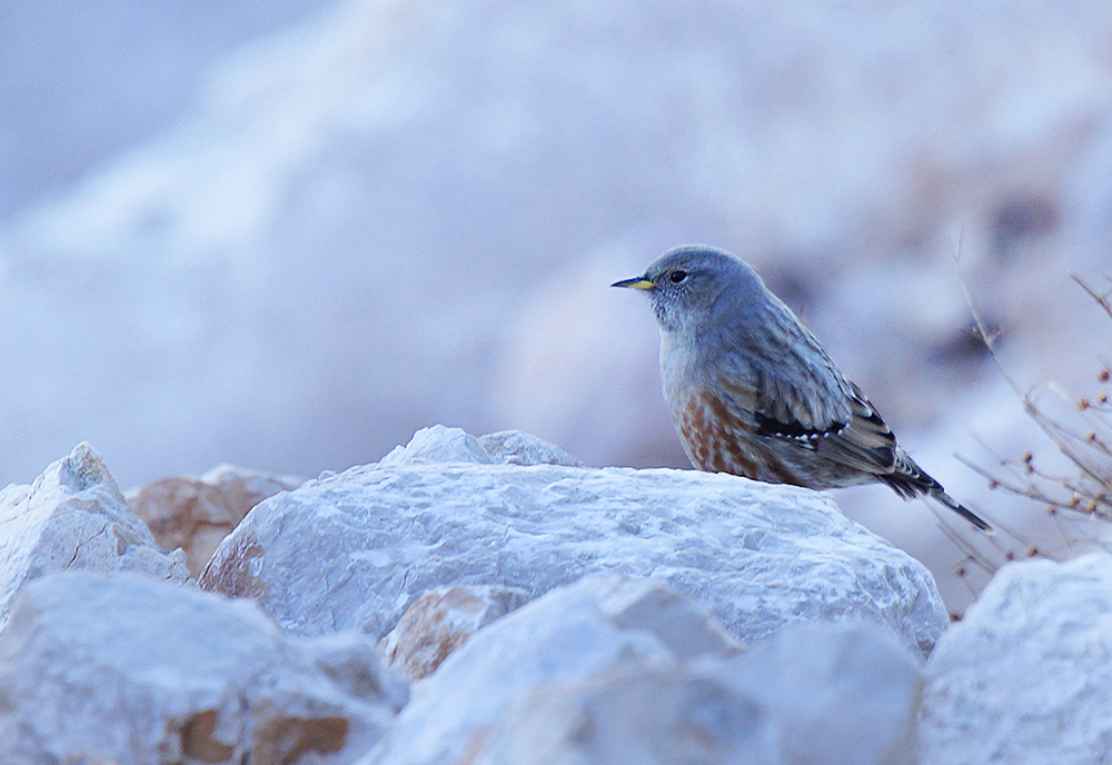 Alpine Accentor