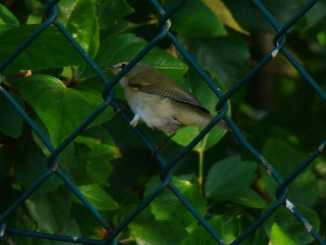 Common Chiffchaff