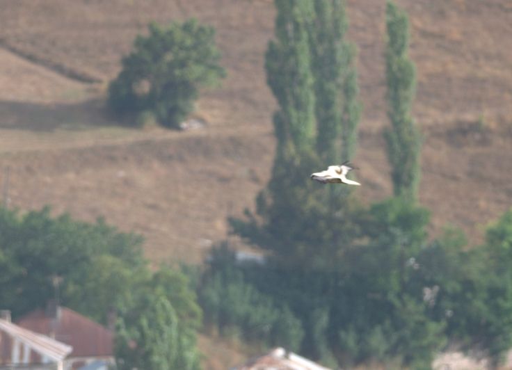 Küçük Akbaba