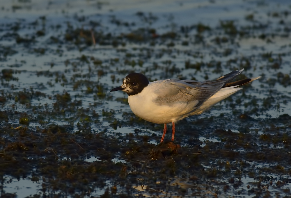 Little Gull
