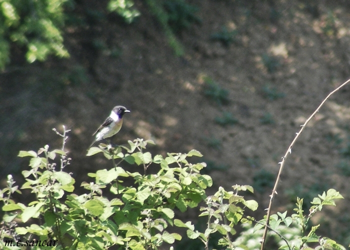 Sibirya Taşkuşu