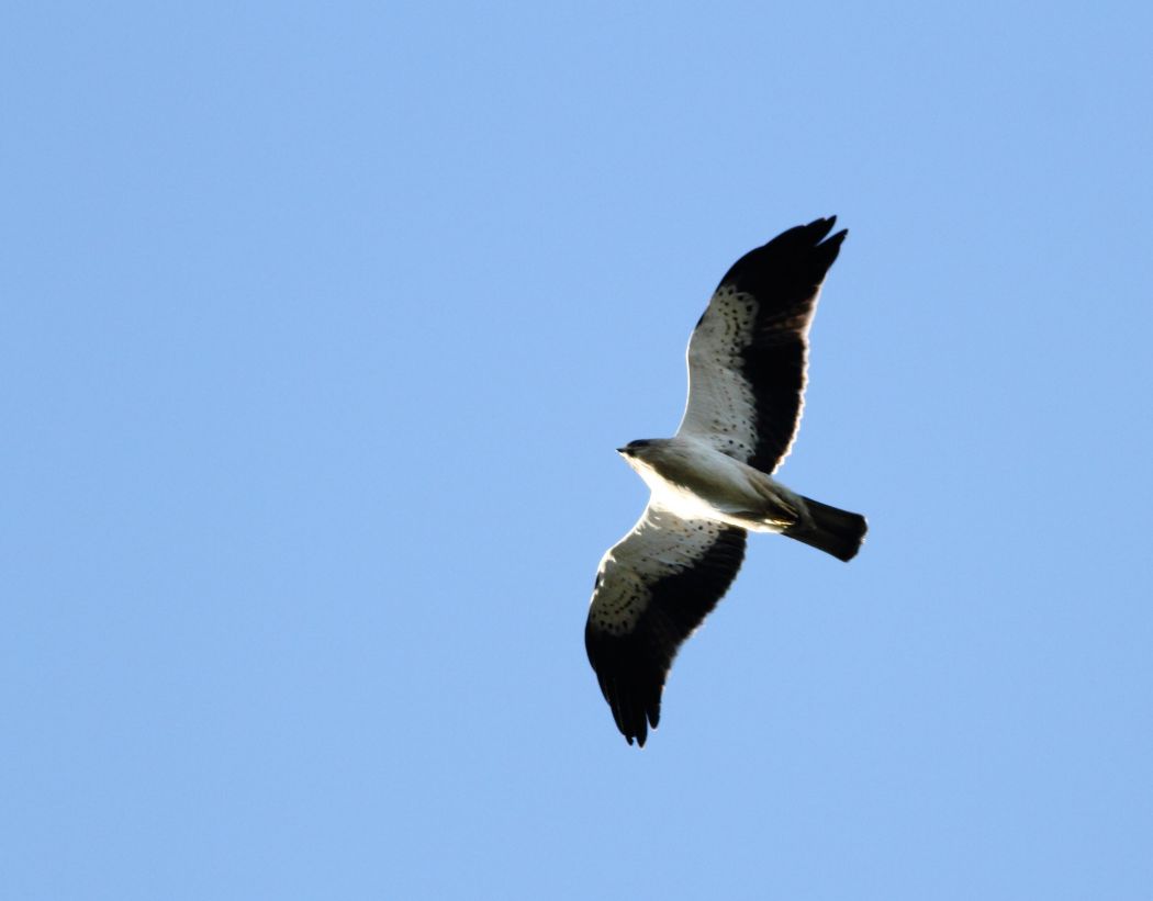 Küçük Kartal