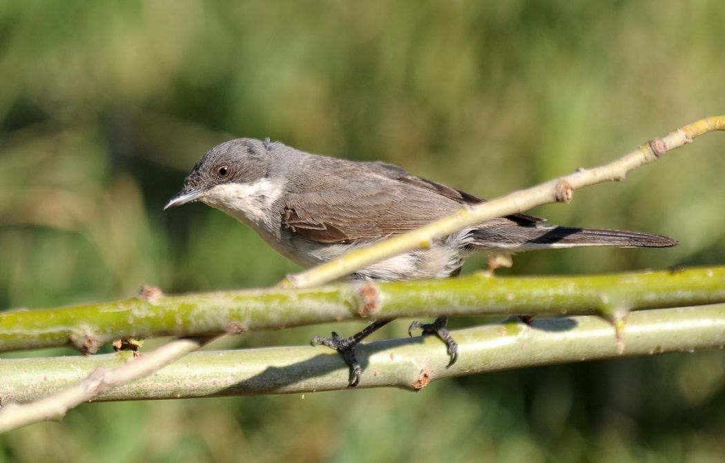 Eastern Orphean Warbler