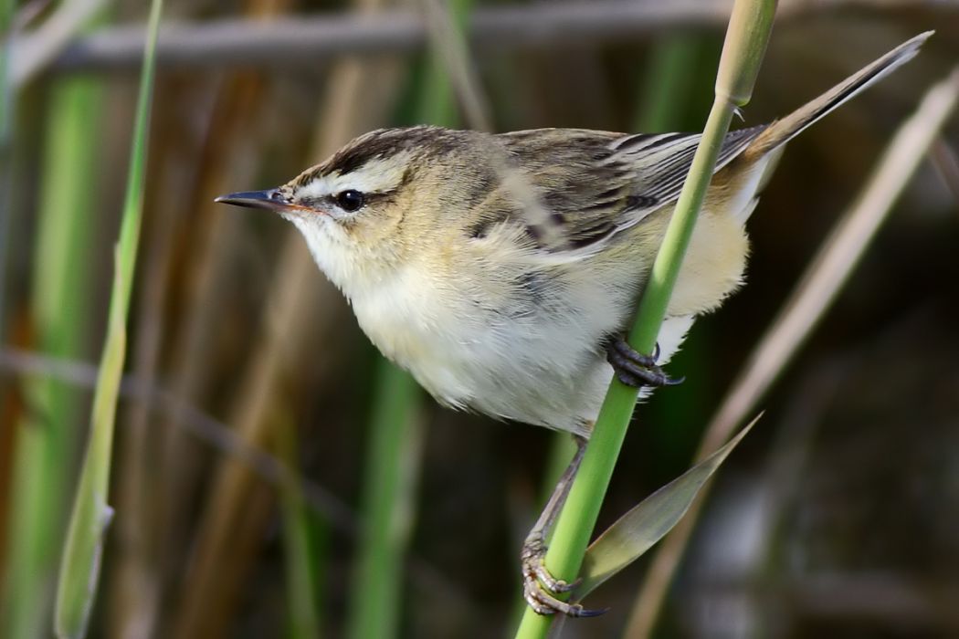 Sedge Warbler