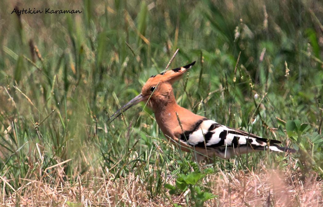 Eurasian Hoopoe