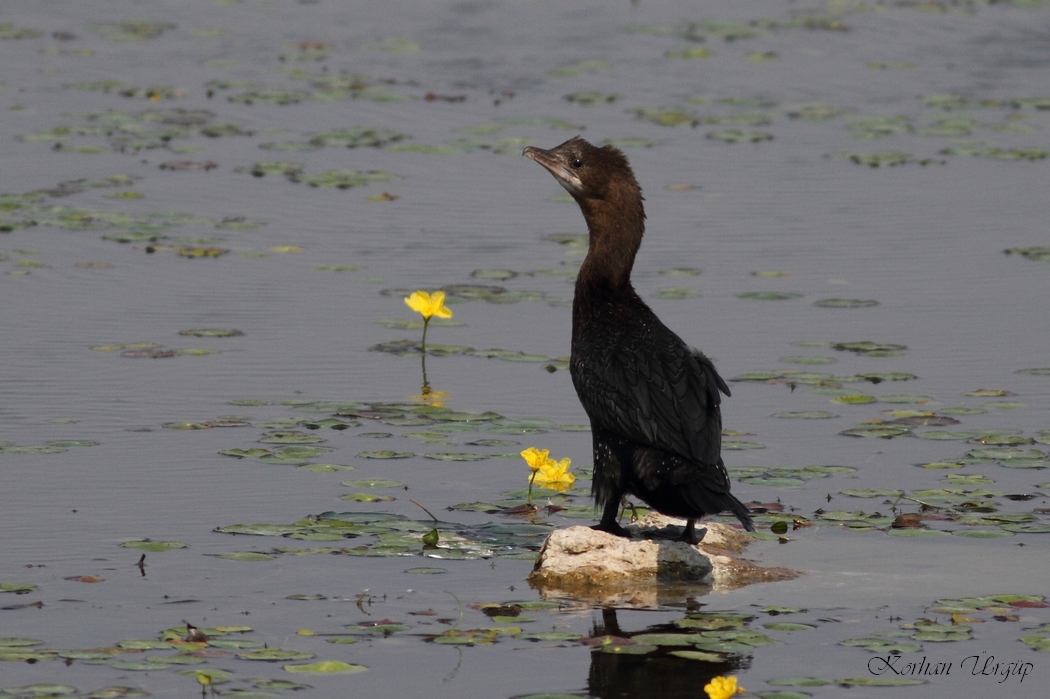 Pygmy Cormorant