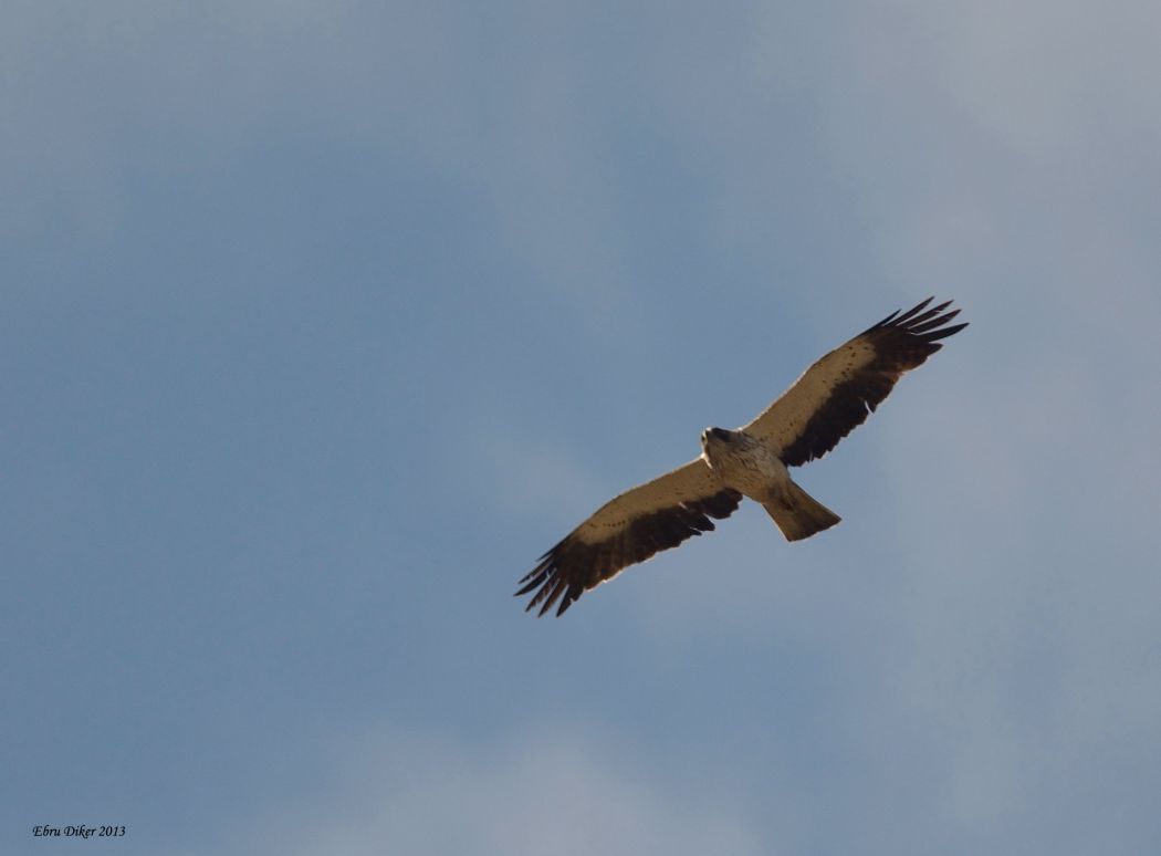 Booted Eagle